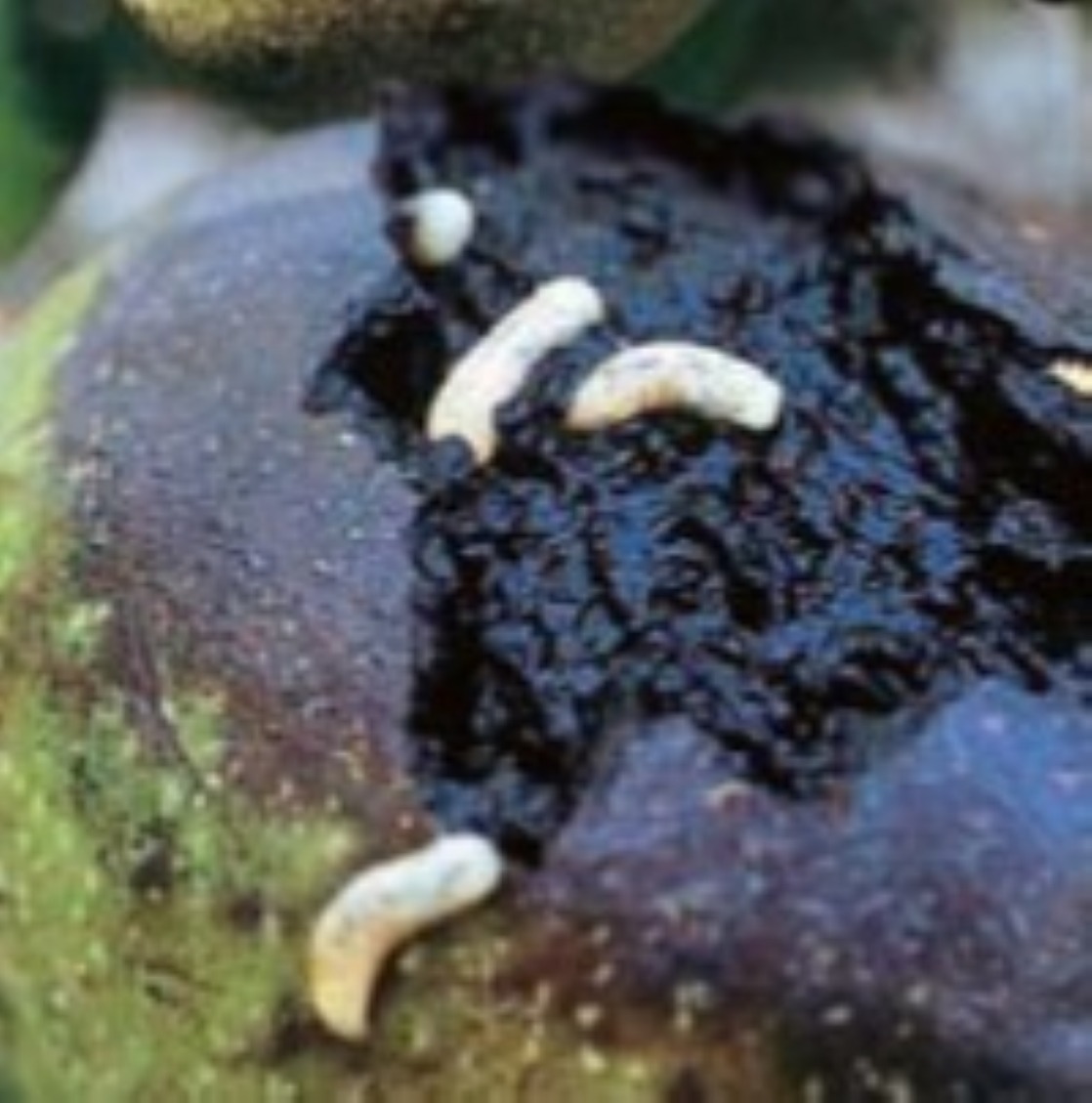 Image of larvae of Rhagoletis completa and the damage caused to the walnut epicarp and mesocarp