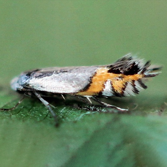 Leucoptera malifoliella (=scitella)