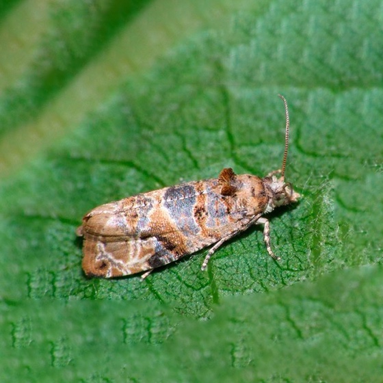 Lobesia botrana (1 a 49 uni.)