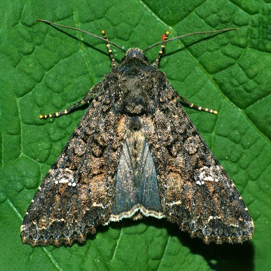 Mamestra brassicae