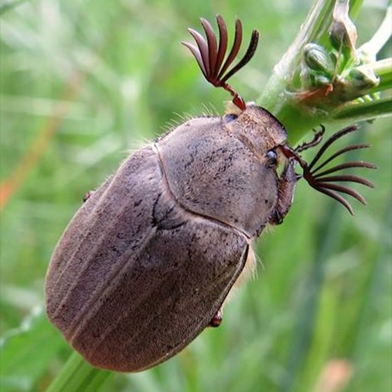 Melolontha spp.