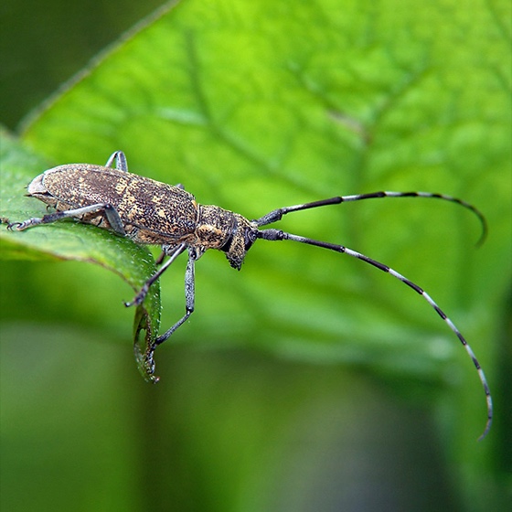 Monochamus galloprovincialis