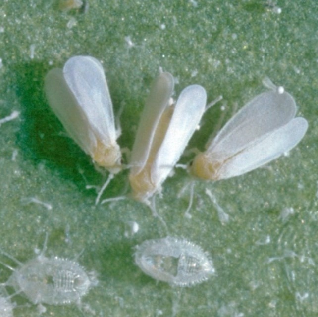 Imagem de hemípteros adultos e instares de ninfa da espécie Trialeurodes vaporarium - mosca branca das estufas - sobre uma superfície foliar