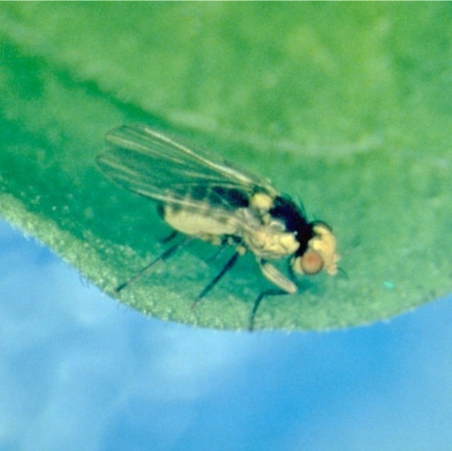 Imagem de um díptero adulto espécie Liriomyza trifolii - mosca mineira - sobre uma superfície foliar