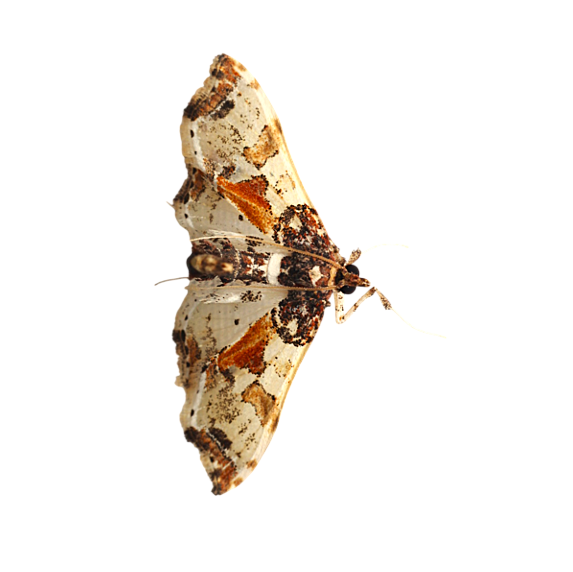 Neoleucinodes elegantalis