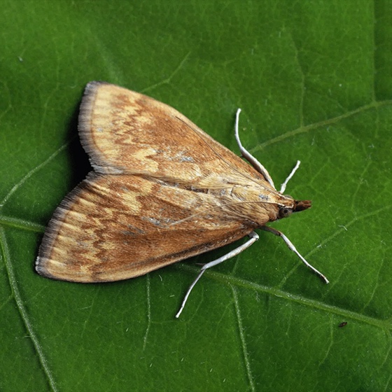 Ostrinia nubilalis