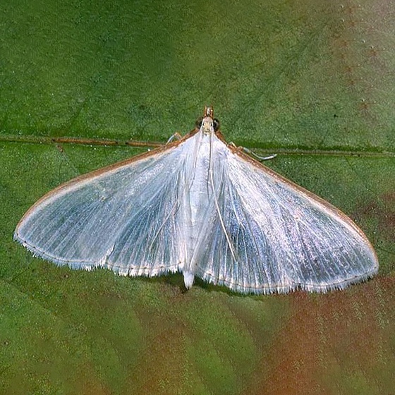 Palpita (= Margaronia) unionalis