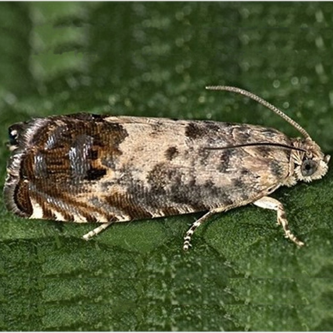 Pammene fasciana