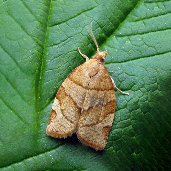 Pandemis cerasana (=ribeana)