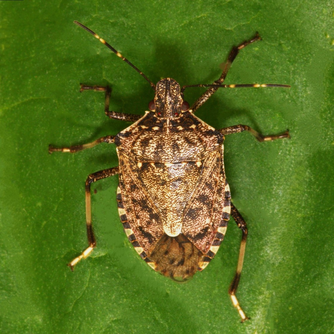  Halyomorpha halys