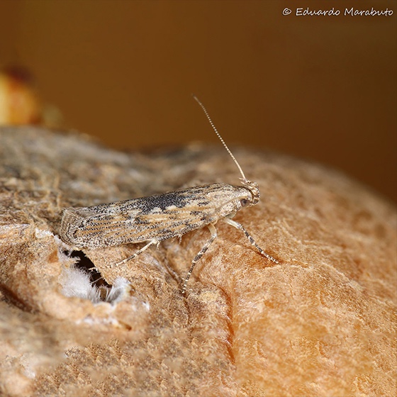 Phthorimaea operculella