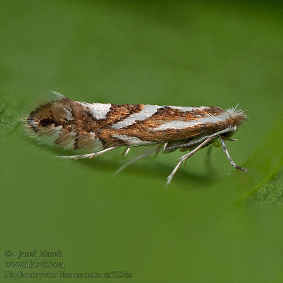 Phyllonorycter blancardella