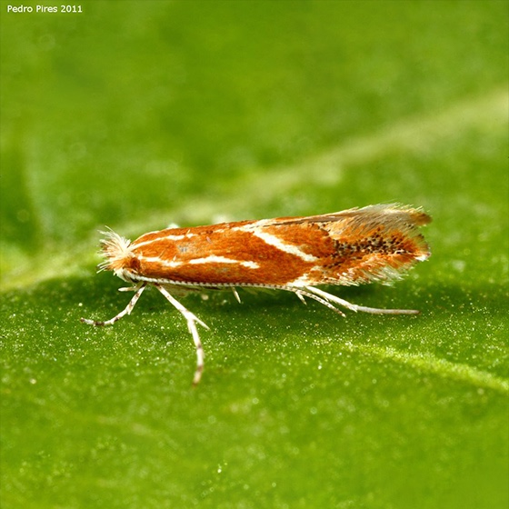 Phyllonorycter corylifoliella