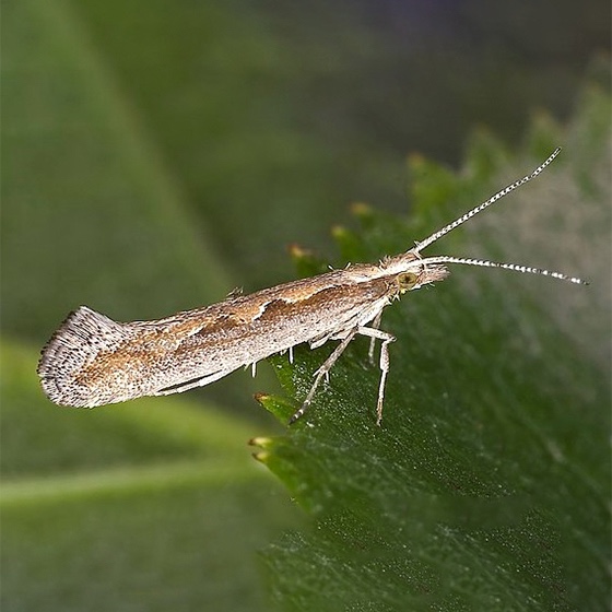 Plutella xylostella