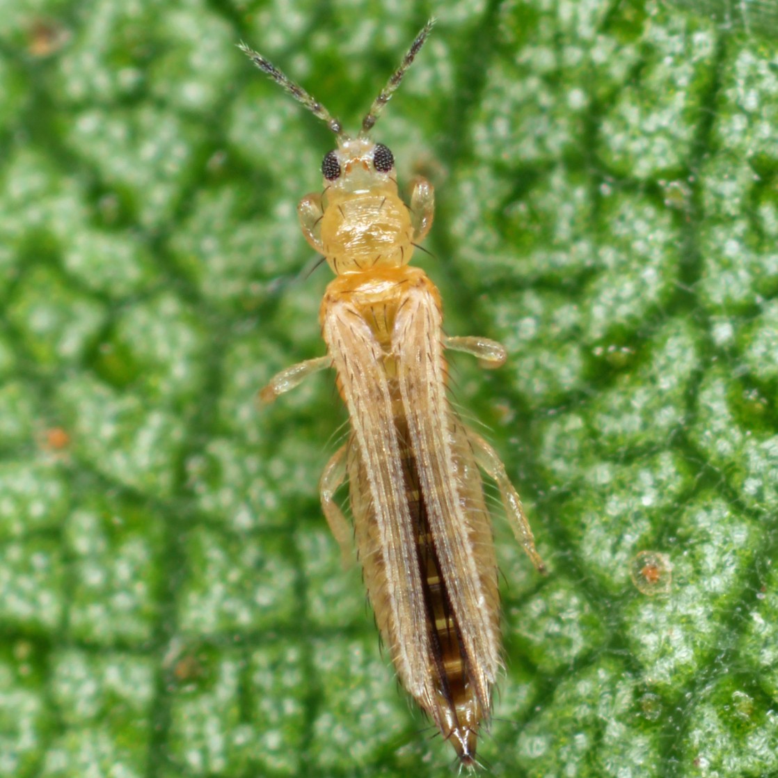 Thrips spp.