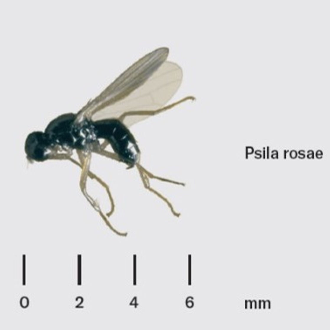 Imagem de um díptero adulto espécie Psila rosae com escala para dimensionamento do inseto