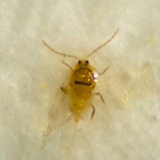 Quadraspidiotus perniciosus