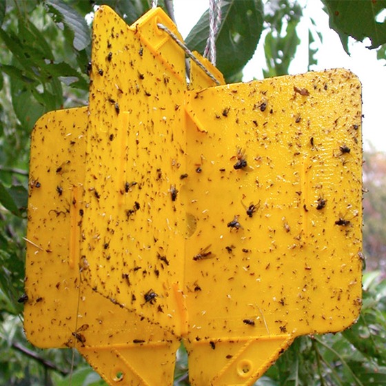 Rebell® Amarillo