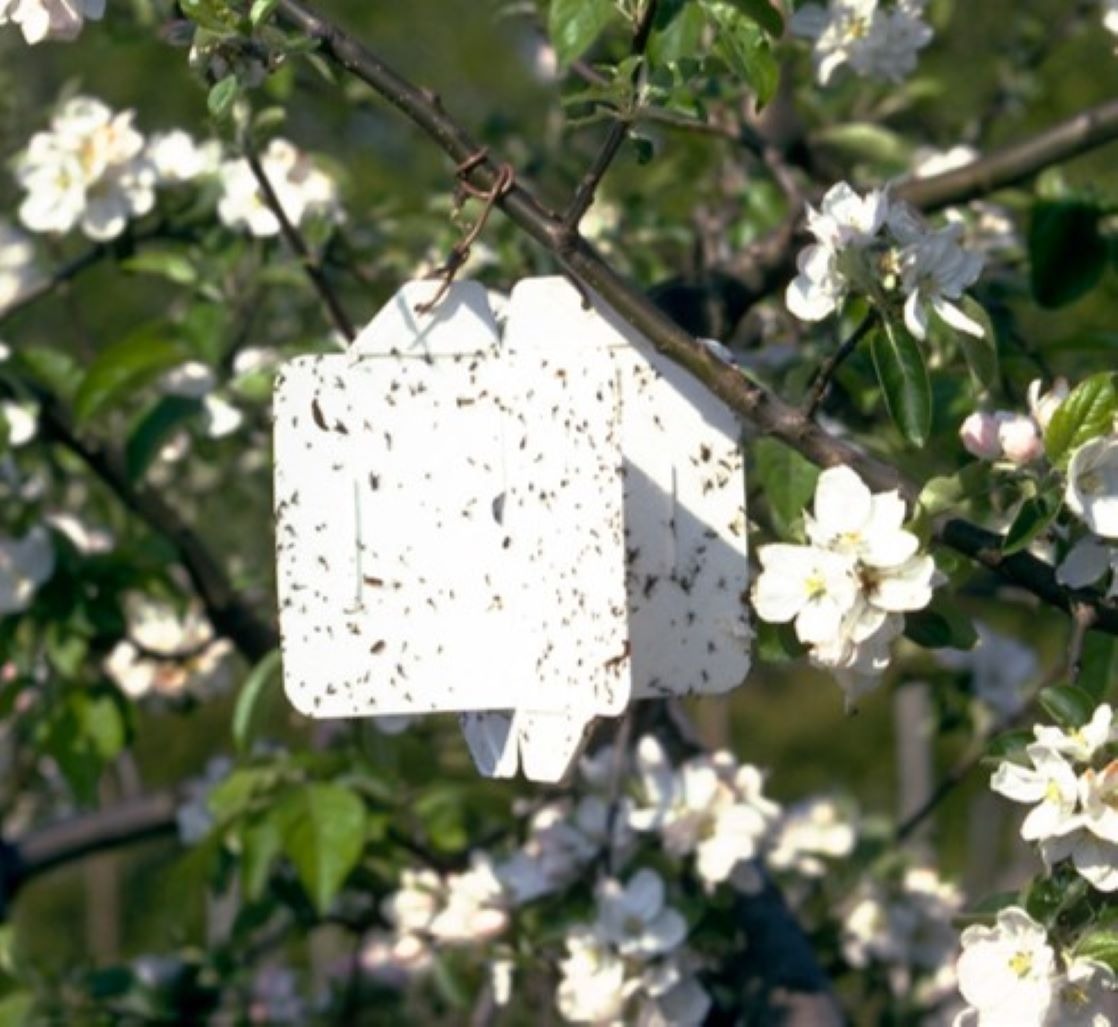 Rebell® Bianco