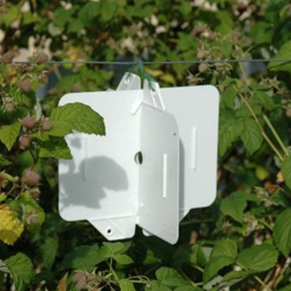 Image of the reusable chromotropic trap system Rebell® Bianco installed in a raspberry orchard during the fruiting of the crop