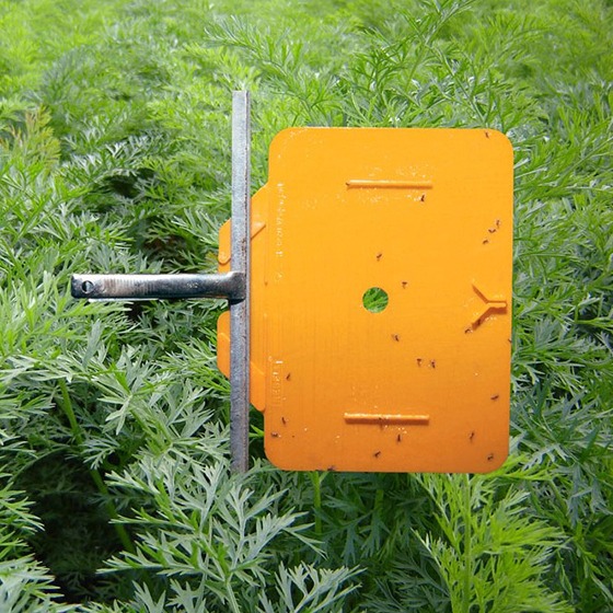Rebell® Orange