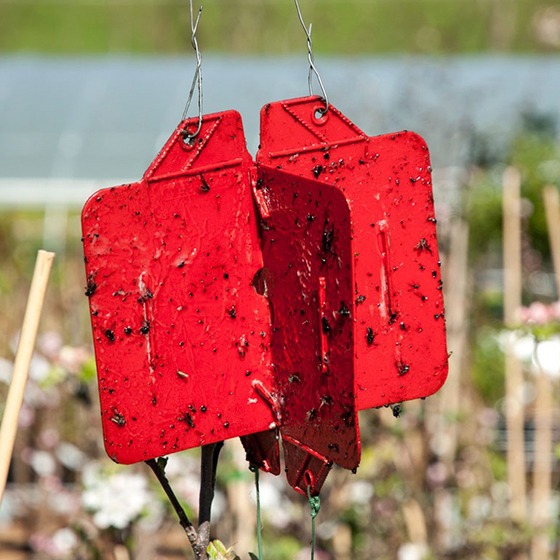 Rebell® Rosso