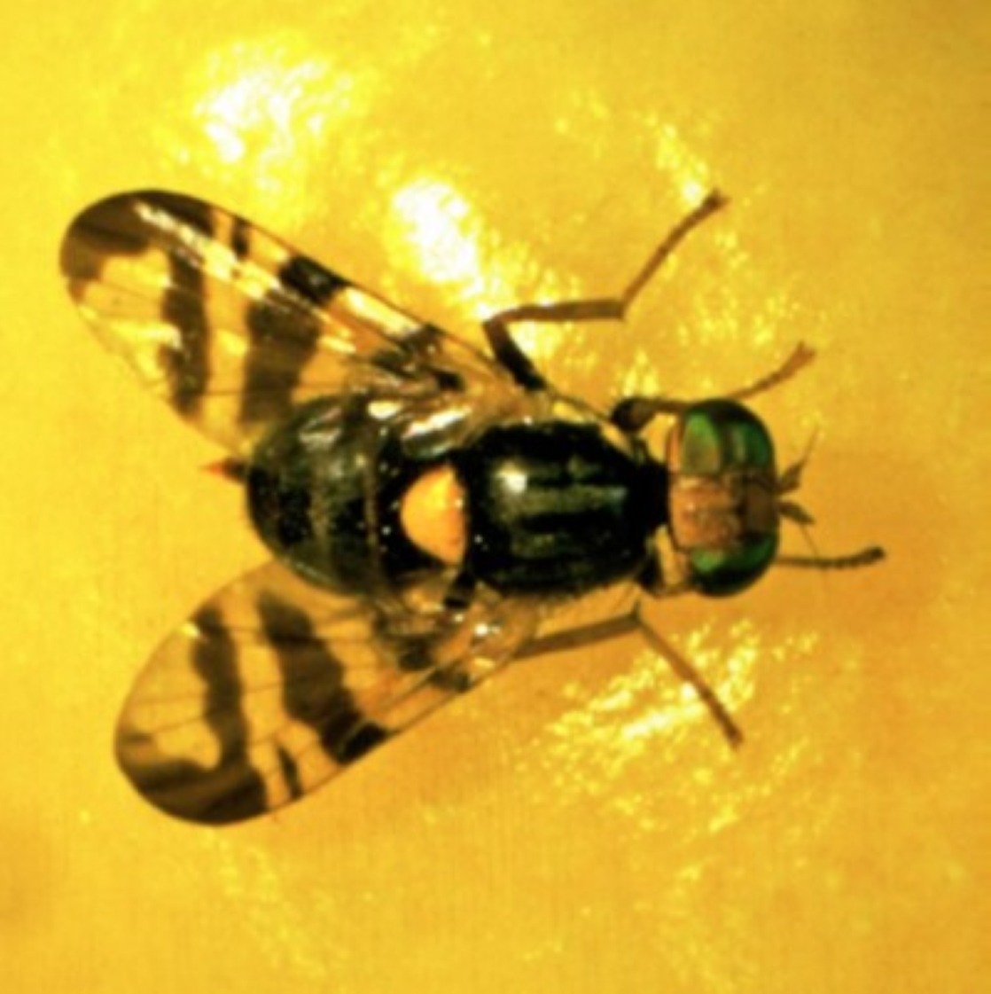 Image of an adult fly (Diptera) of the species Rhagoletis cerasi - cherry fruit fly on a fruit