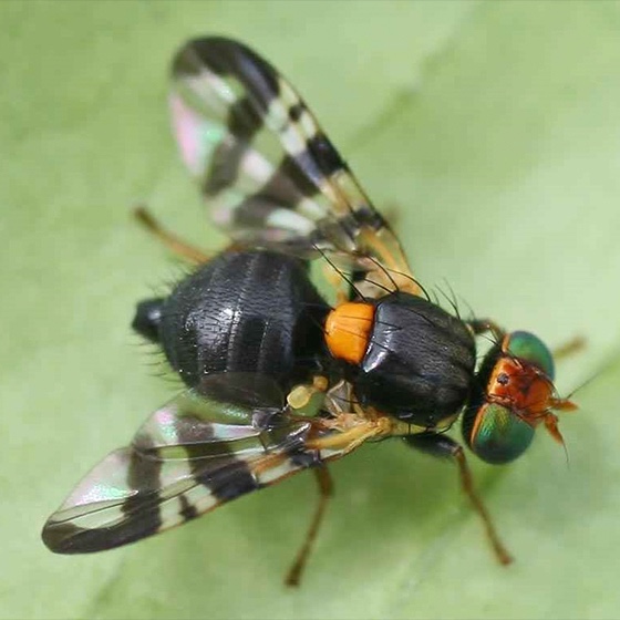 Rhagoletis cerasi