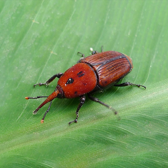 Rhynchophorus ferrugineus