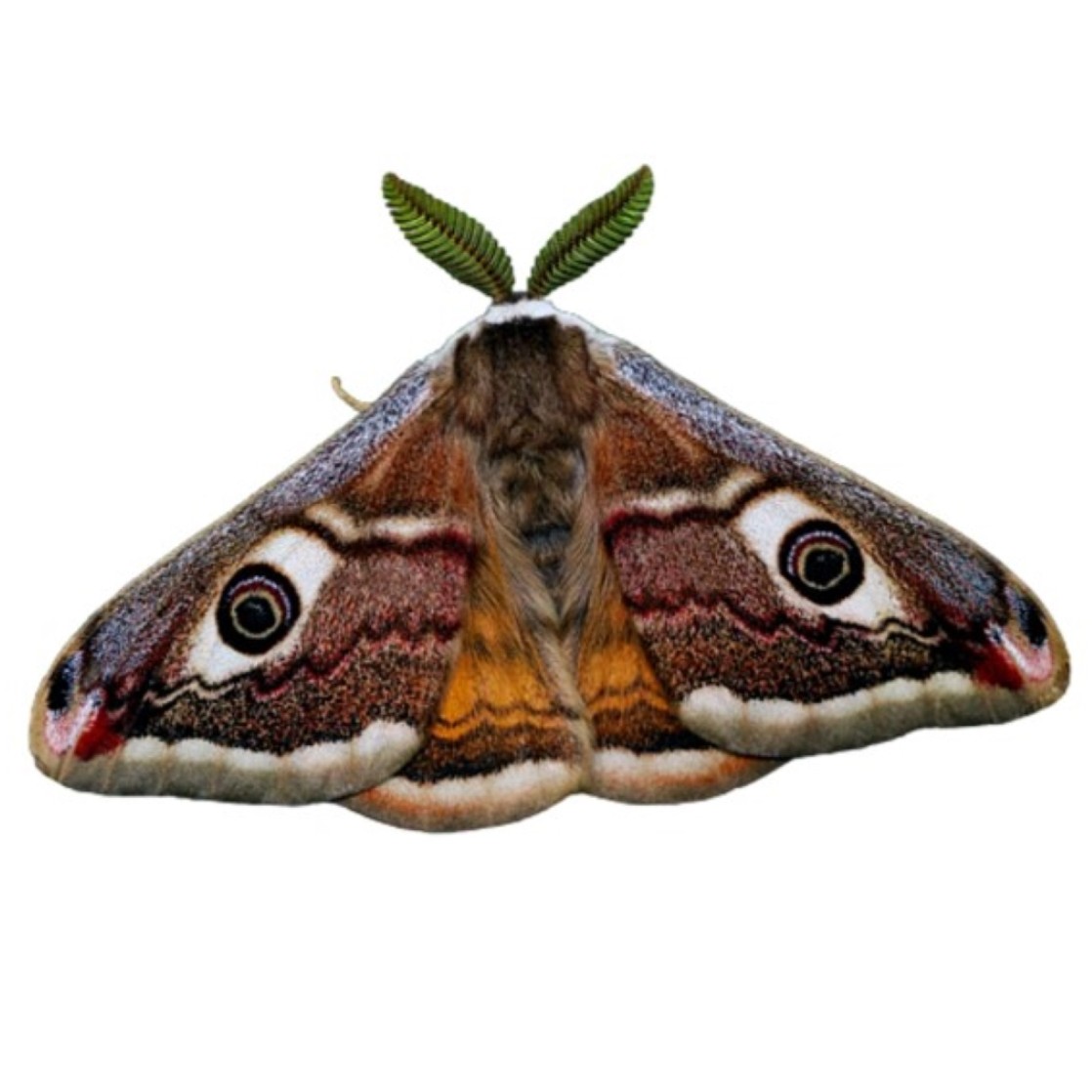Saturnia pavonia