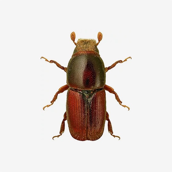 Scolytus multistriatus