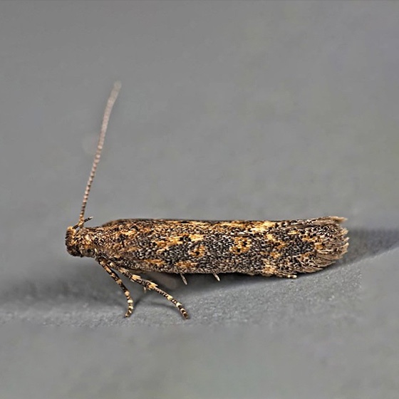 Scrobipalpa ocellatella