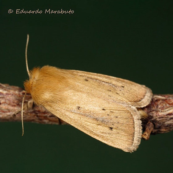 Sesamia nonagrioides