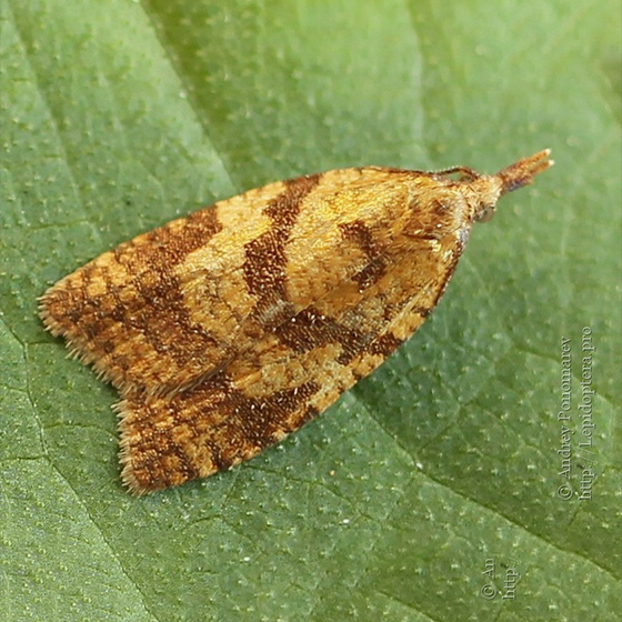 Sparganothis pilleriana