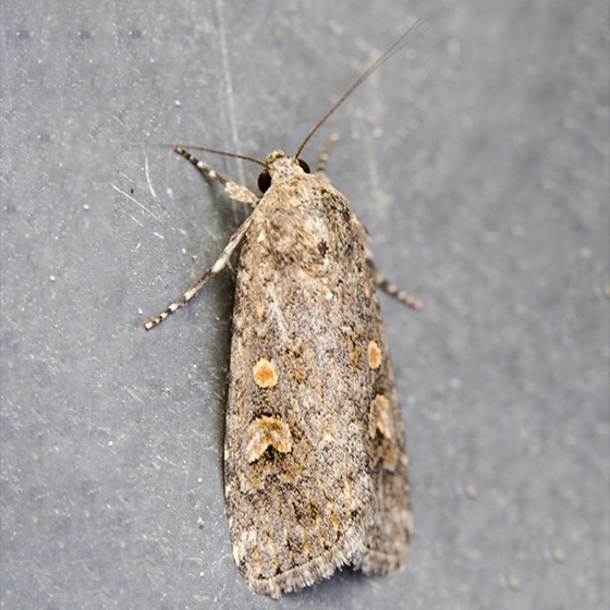 Spodoptera exigua
