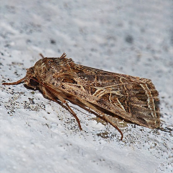 Spodoptera littoralis