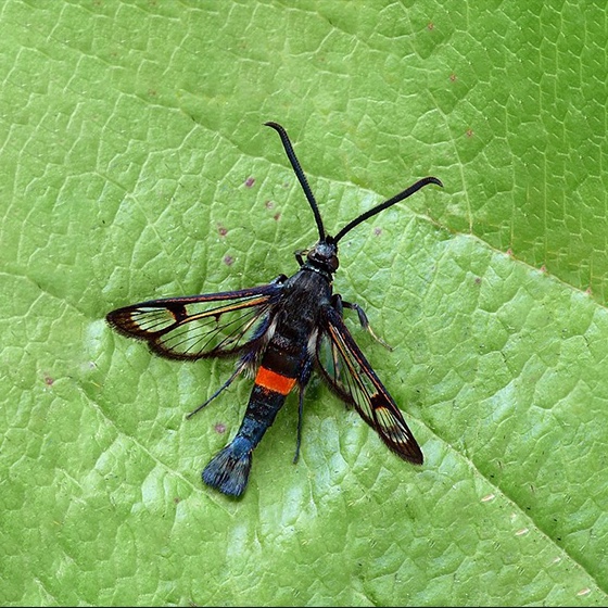 Synanthedon myopaeformis