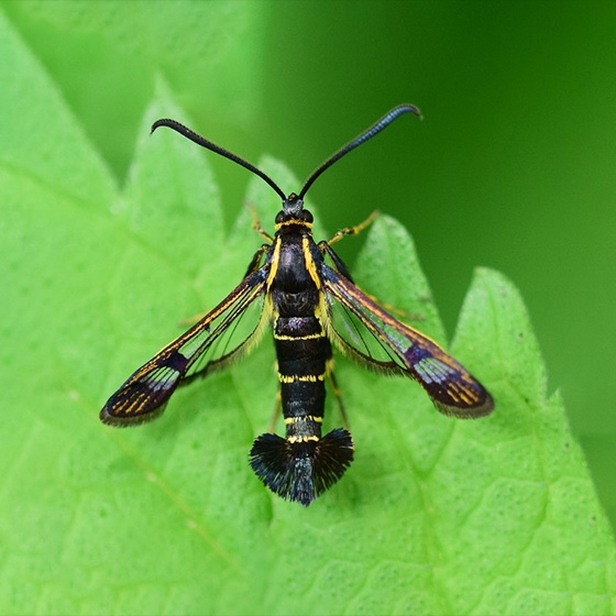 Synanthedon tipuliformis