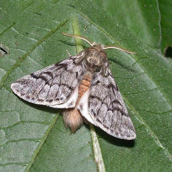 Thaumetopoea pityocampa long life (1 a 49 uni.)
