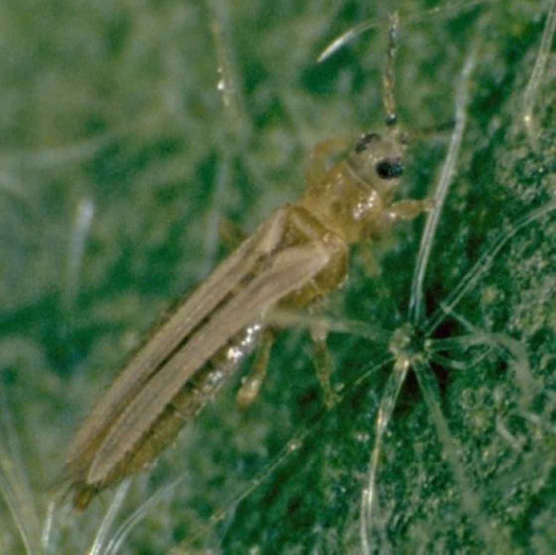 Image of an adult thrips (Thysanoptera) of the species Thrips tabaci on a leaf surface