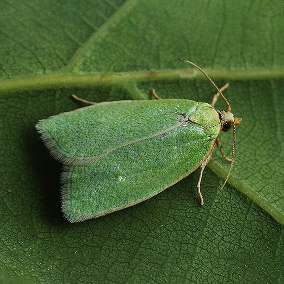 Tortrix viridana