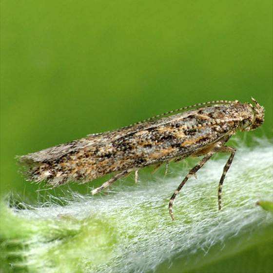 Tuta absoluta
