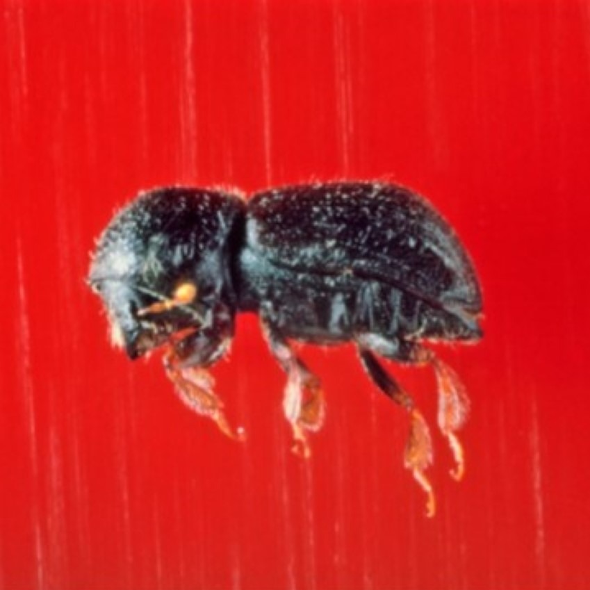 Imagem de um coleóptero adulto de espécie Xyleborus dispar sobre um fundo vermelho