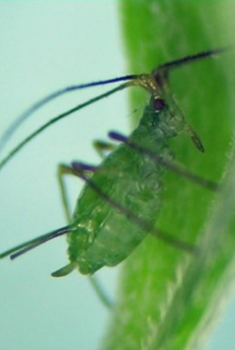 Afídeo A. scariolae