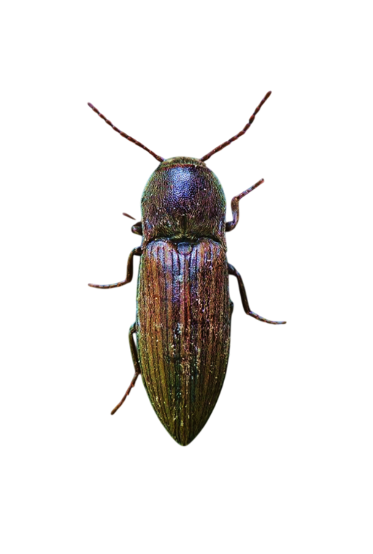Alfinetes