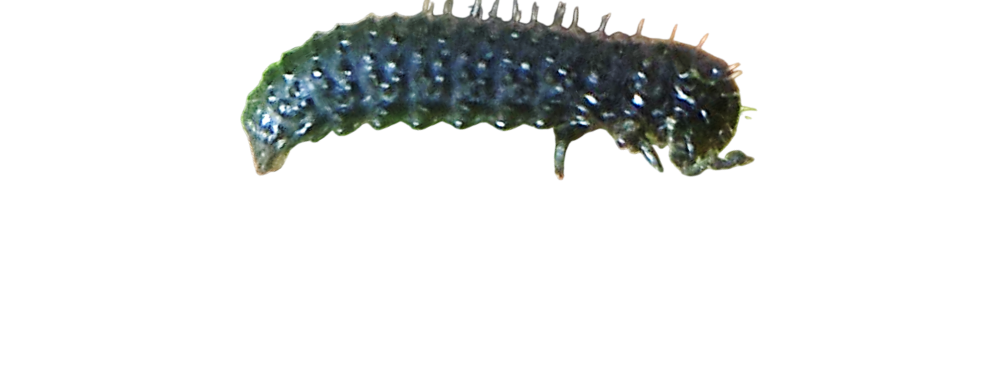 Pulgão-dos-carvalhos