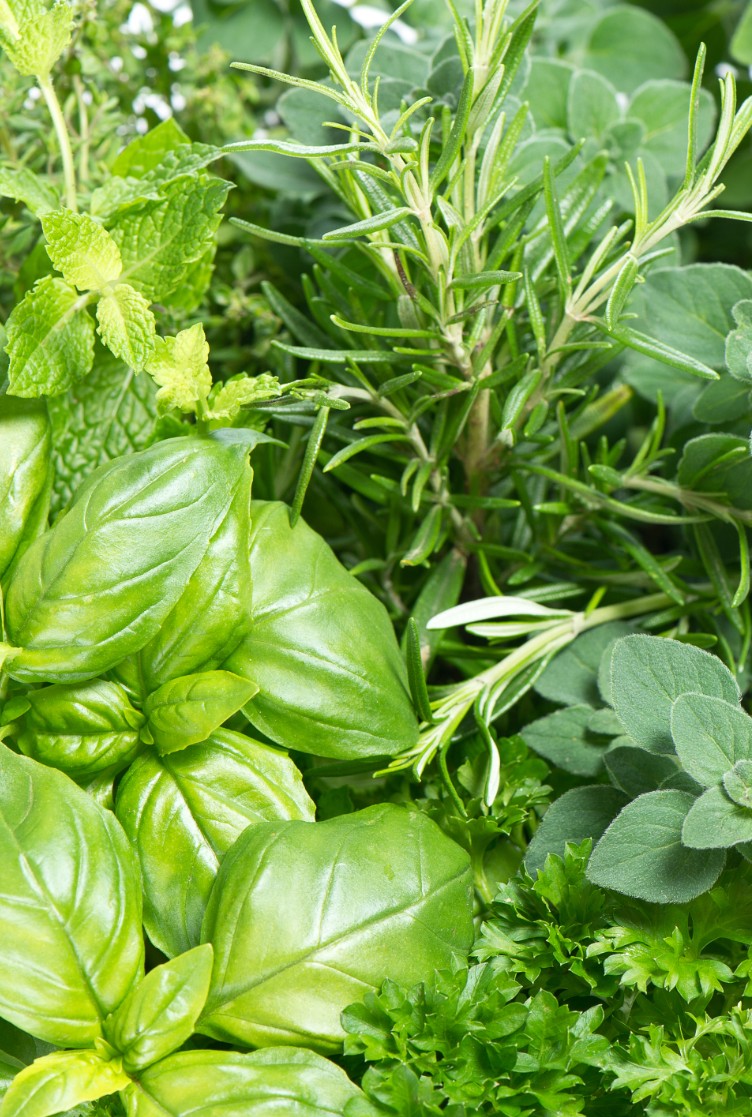 Aromáticas, condimentares e medicinais