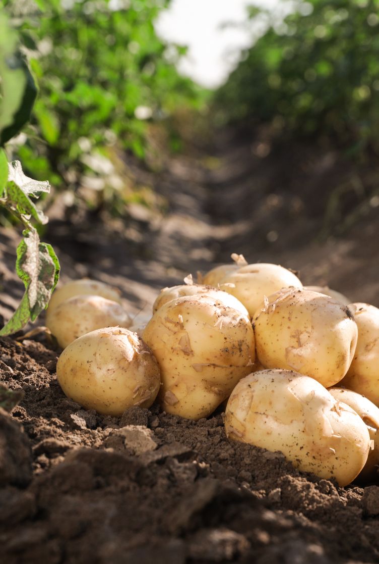 Batata
