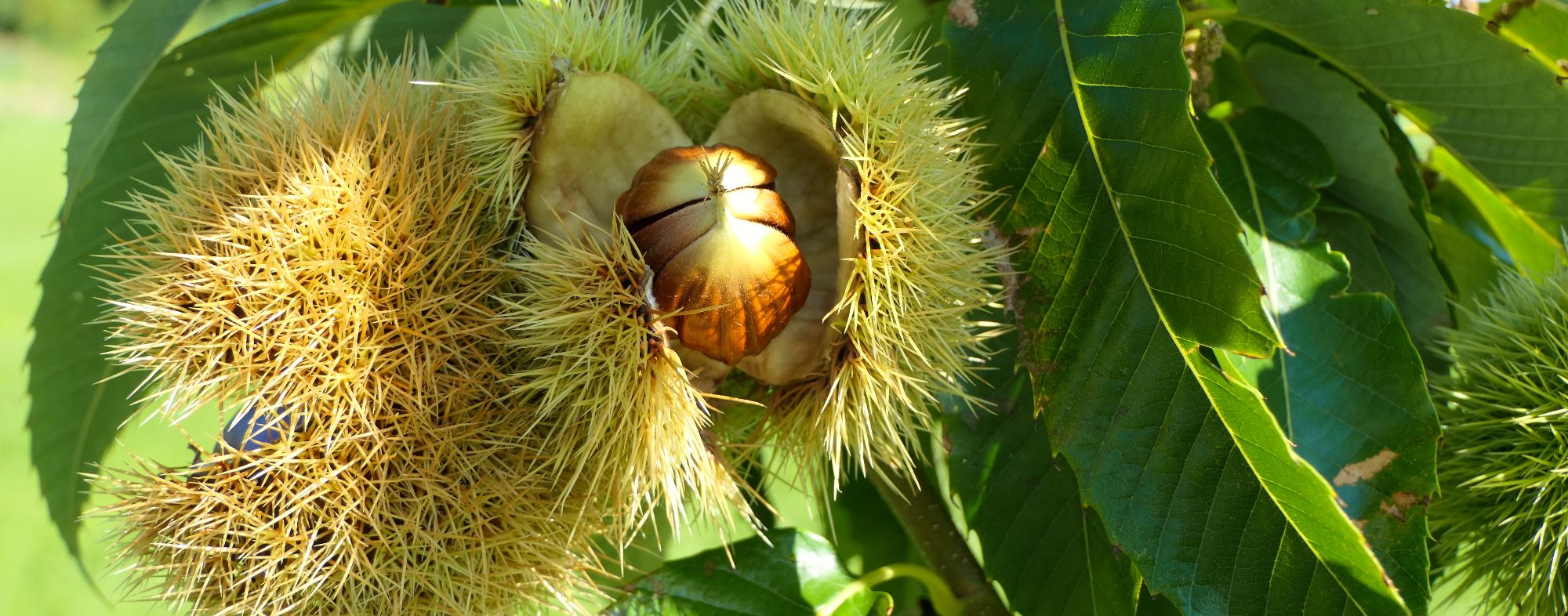 Bichado-da-castanha-do-tarde