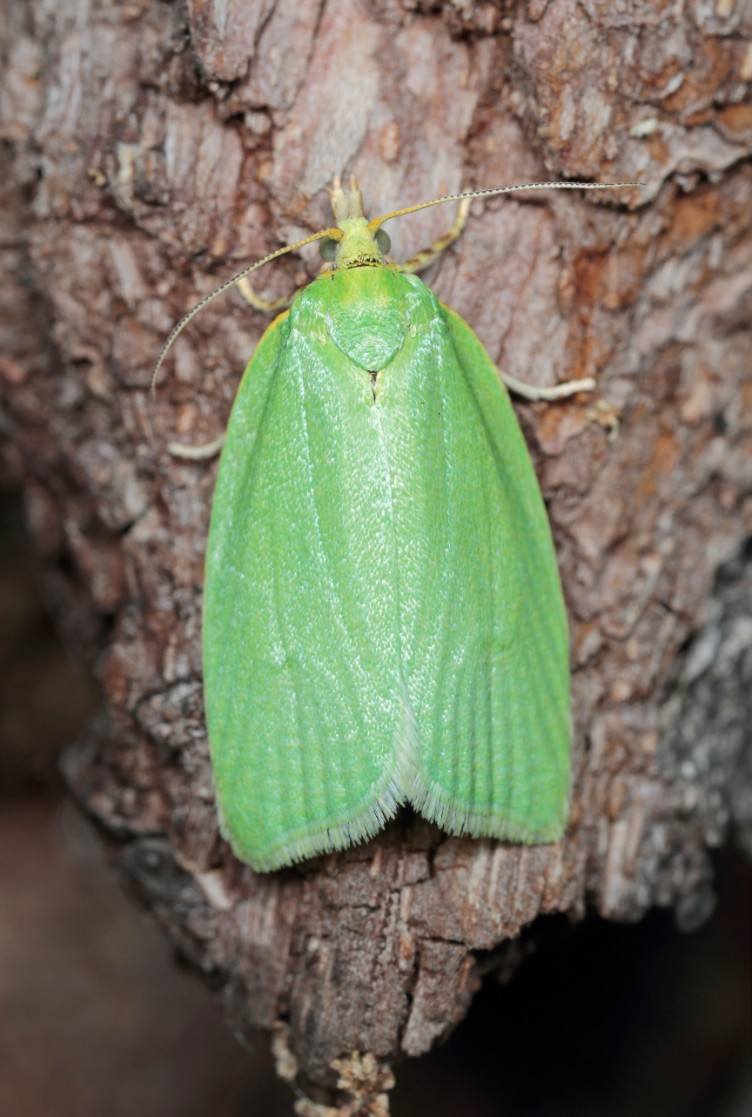 Burgo-da-azinheira